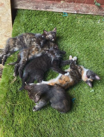 kittens for sale