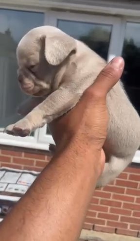 French bulldog