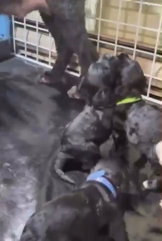 Portuguese water pups