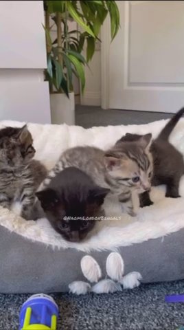 Beautiful Bengal Kittens For Sale