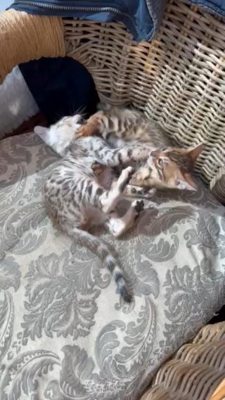 Champion Line Bengal Kittens