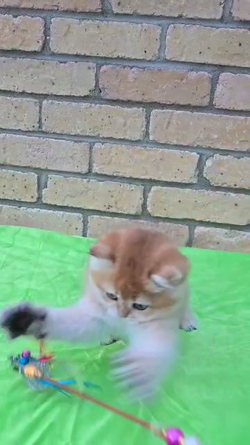 Gorgeous british short hair and longhair kittens