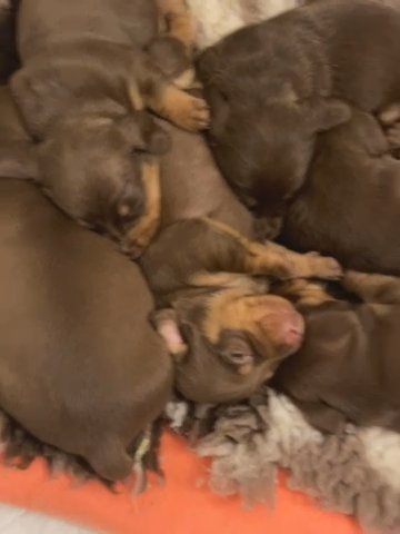 Miniature Dachshund Pups