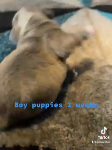 leilas pups