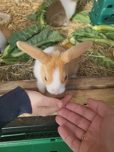 Little rabbits