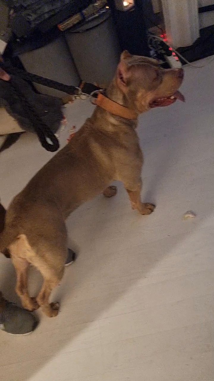 ABKC AMERICAN BULLY FEMALE LILAC TRI
