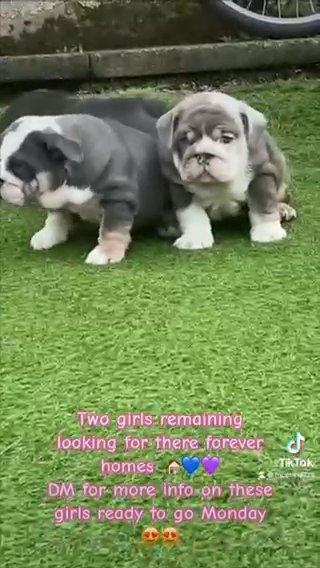 English Bulldogs