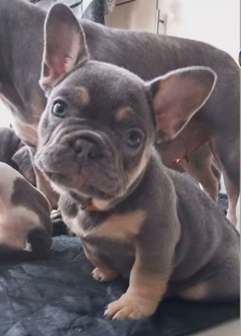 Lilac And Tan Frenchie Fluffy Cream And Isabella
