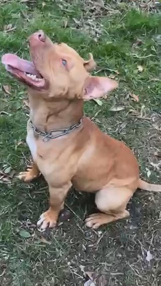 Amercan Bulldog Cross