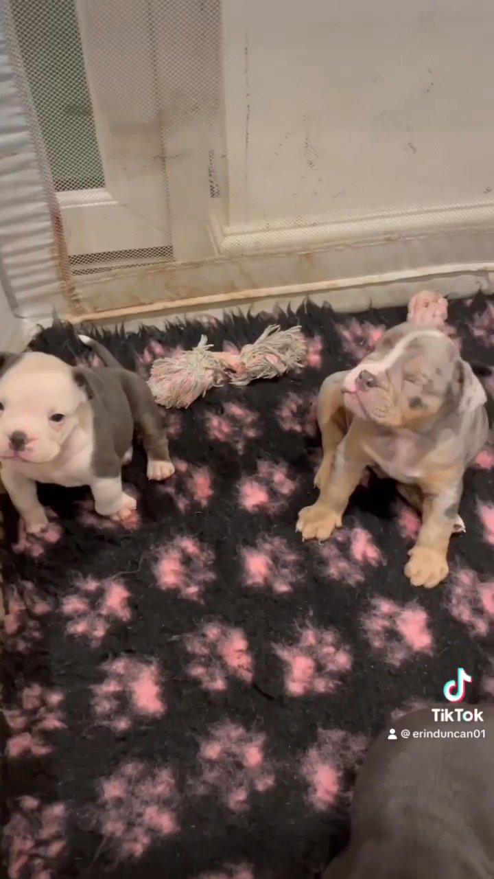 old english bull dogs