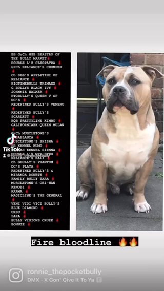 Open For Stud Pocket Bully