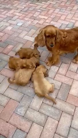 cocker spaniel puppies