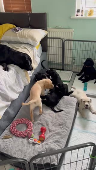 Labrador Puppies