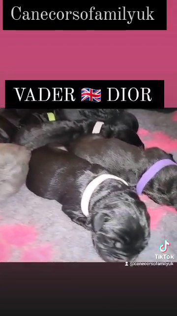 Canecorsofamilyuk