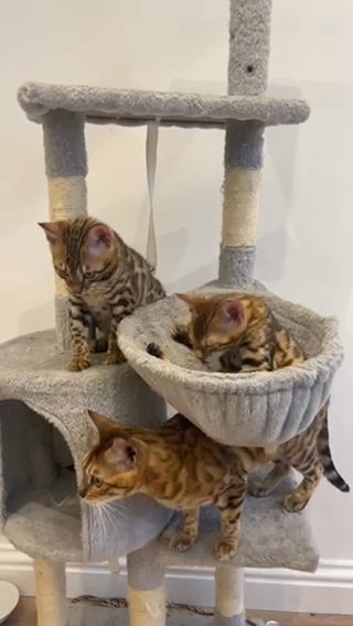 TICA Stunning bengal kittens