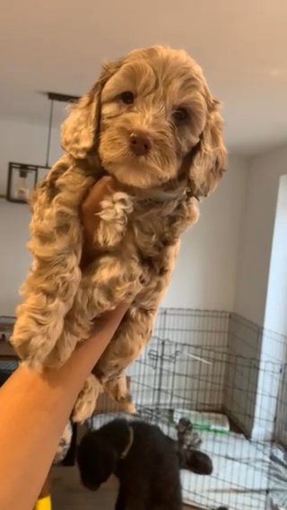 Cockapoo Waiting List