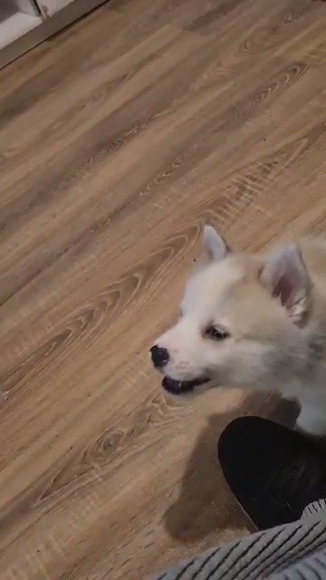 pomsky f3 pups