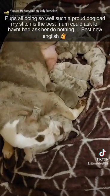 New english bulldogs