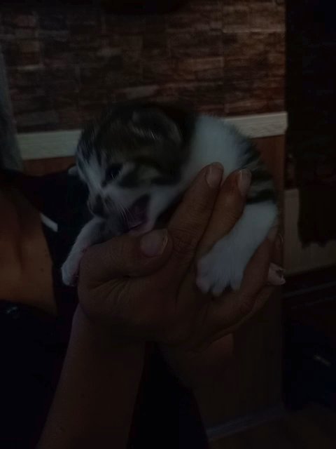 Kittens