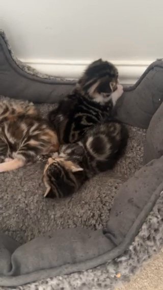 Mixed Bengal Kittens £50 Each