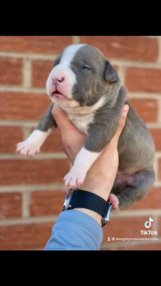 American Bully Extreme Pups
