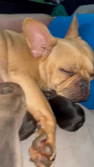 Reduced Ready Now 3 Male Frenchbull  Dogs