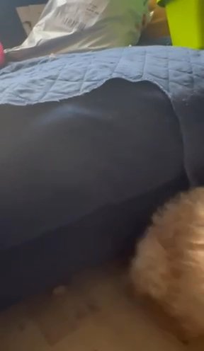 Cockapoo Puppies
