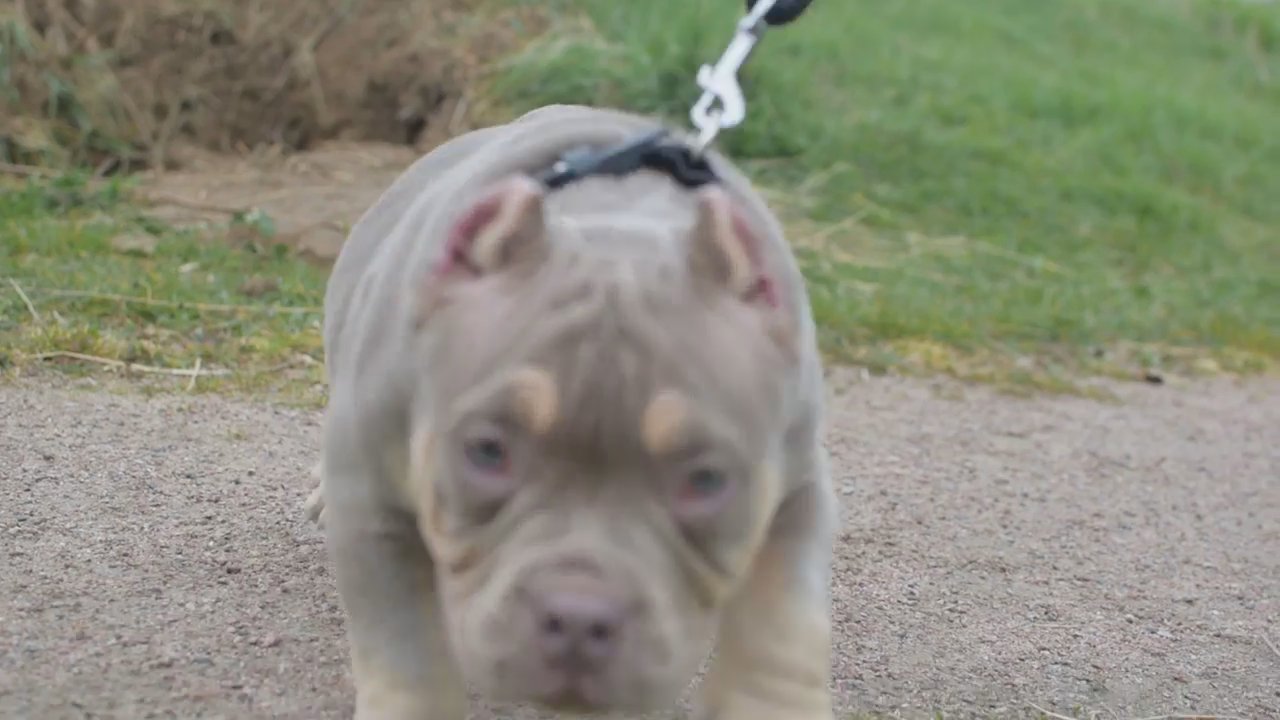 Mirco Exotic Lilac Tri for stud duties