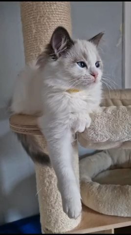 Beautiful Ragdoll kittens - Blue Bicolour