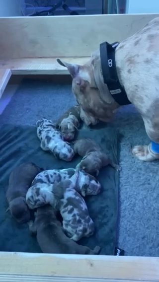 Pocket Bullies ABKC
