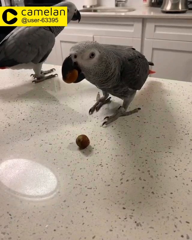 Congo African grey parrots for sale