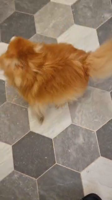 pomeranian female NEED