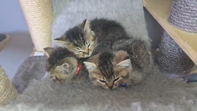 ?FLUFFY GEMS? GORGEOUS TABBY BSH KITTENS