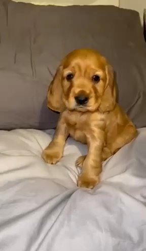 Gold cocker spaniel puppies looking for families