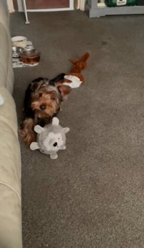 Built Is A Yorkshire Terrier