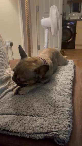 French Bulldog (Bella)
