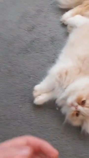 2 gorgeous cream and ginger white persian kittens