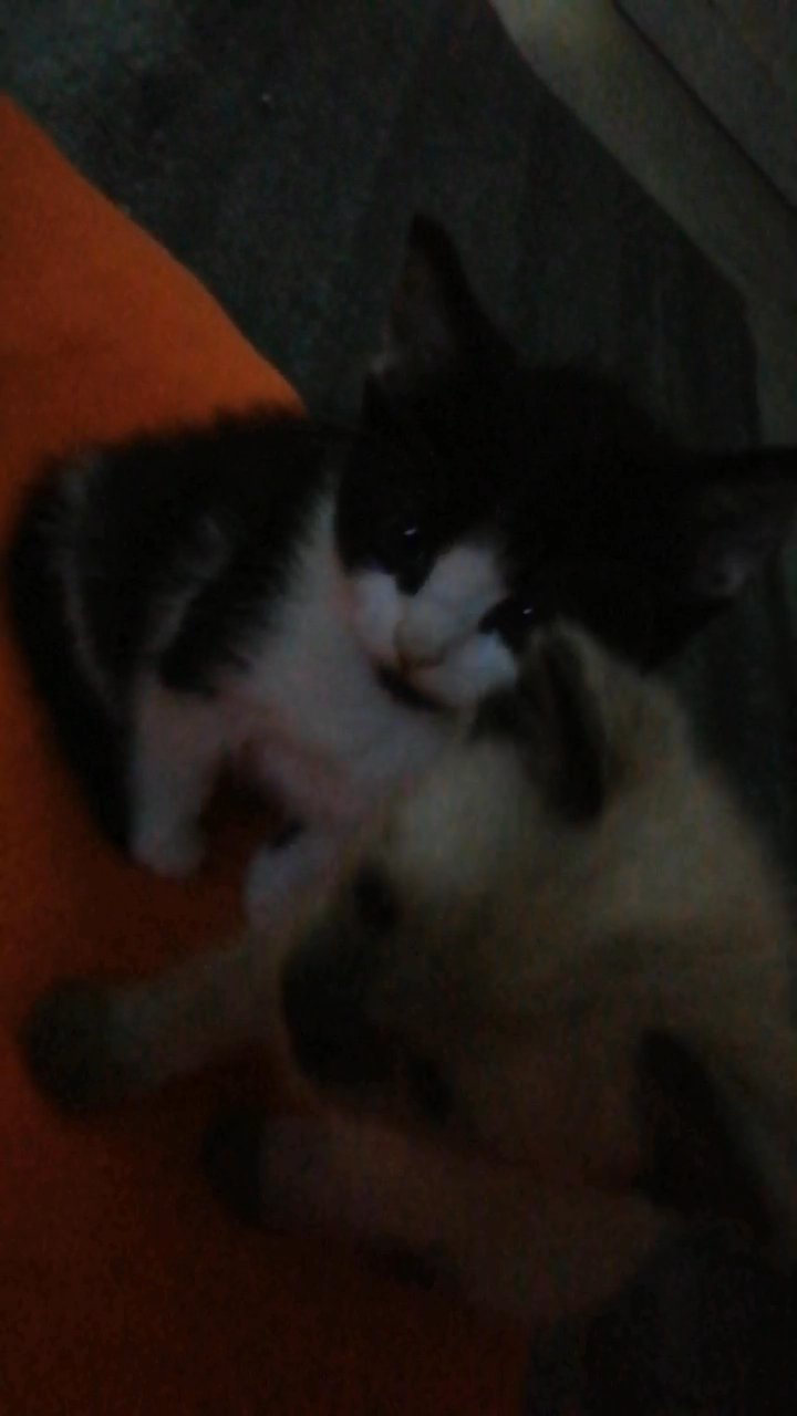 Kittens