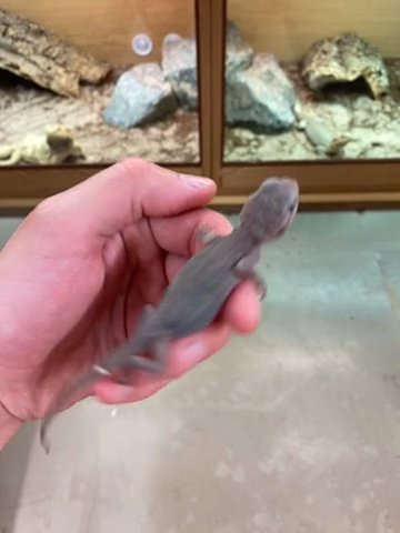 trans zero leatherback het hypo bearded dragon