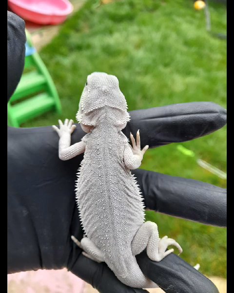 hypo zeros het translucent