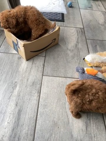 Toy Cavapoos F1b. Dna Tested Parents SOLD SOLD