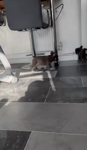L4/L1 Fluffy French Bulldog Puppies Lilac And Tan