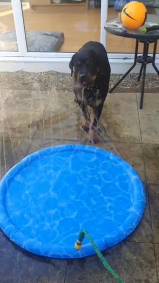 Buster 3 Year Old Rottweiler