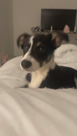 female border collie