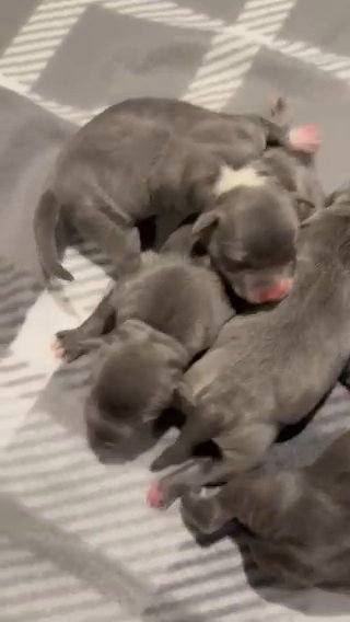Blue Staffy Kc Reg Puppies Stunning Litter
