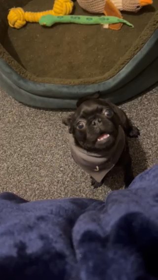 Puppie Pug