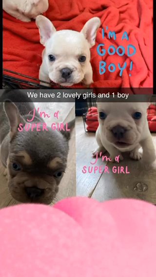 Isabella French Bulldog Puppy’s ****REDUCED ******