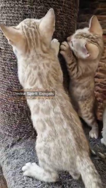 outstanding pure pedigree Bengal kittens Tica registered cattery
