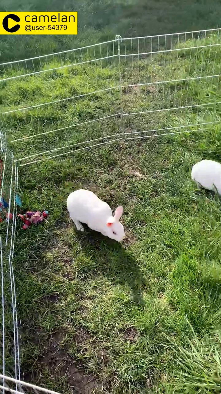 Rabbits for sale pure white