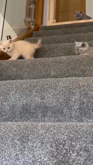 British short hair kittens